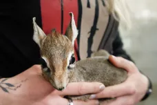 Ve Dvoře Králové se narodily miniaturní antilopy dikdik a chocholatka červená