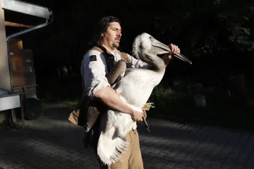 Pelikáni pro anglickou panovnici. Pražská zoo je do královského parku posílá už potřetí