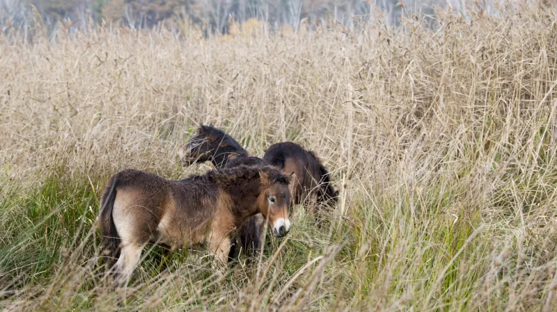 Koně obsadí 20 hektarů v rezervaci