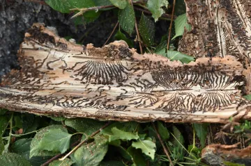 Evropské lesy je třeba připravit na kůrovce i další požáry, varuje velký model