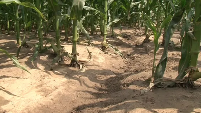 Zvýšenou erozi podle odborníků podporuje častá výsadba kukuřice