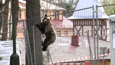 Medvěd na Slovensku