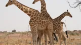 Žirafa západoafrická