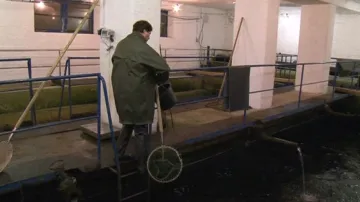 Rybníkářství Pohořelice prodává kapry po Vánocích do zahraničí