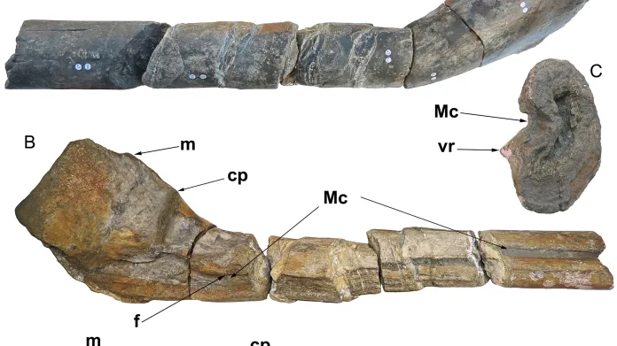 Kosti nově objeveného ichtyosaura