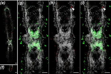 Dvouhlavá ploštěnka překvapila polské zoology. Změnila si osu těla