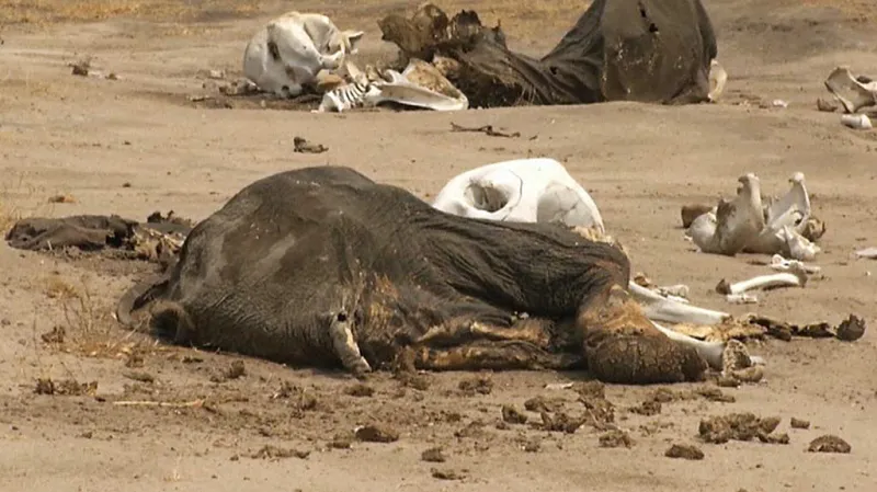 Sloni zabití pytláky