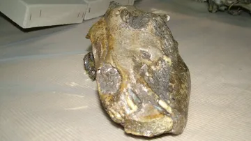 Lebka domestikovaného psa stará 25 tisíc let
