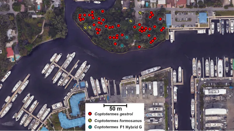 Modře jsou vyznačená odhalení hnízda hybridního druhu