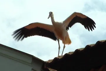 V bartošovické stanici podruhé zahnízdili sýčci