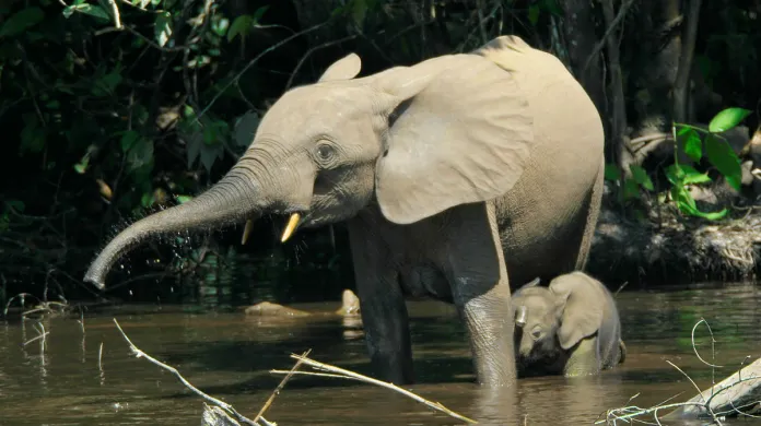 Afričtí sloni jsou v ohrožení