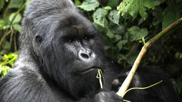 Gorily horské v národním parku Virunga