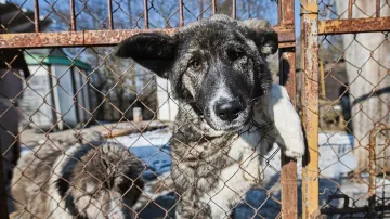 Útulek pro zvířata v Brně přijímá psy z fronty na Ukrajině