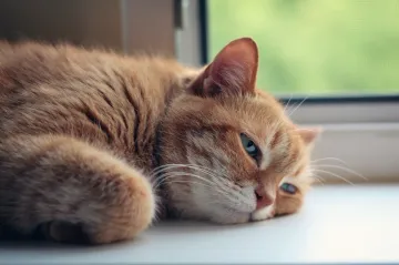 Kočky cítí smutek za mrtvé, naznačuje studie