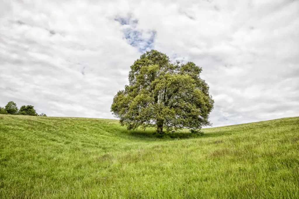 Finalistou ankety Strom roku je rovněž Roškopovská babyka, která stojí v polích u obce Roškopov v Královéhradeckém kraji. Stáří stromu je sto čtyřicet let