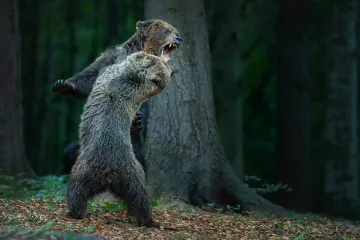 Zápasící medvědi vyhráli soutěž Czech Nature Photo. Podívejte se na nejlepší snímky
