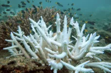 Australské korály zasáhlo masivní bělení. Zasaženo je devadesát procent zkoumaných míst