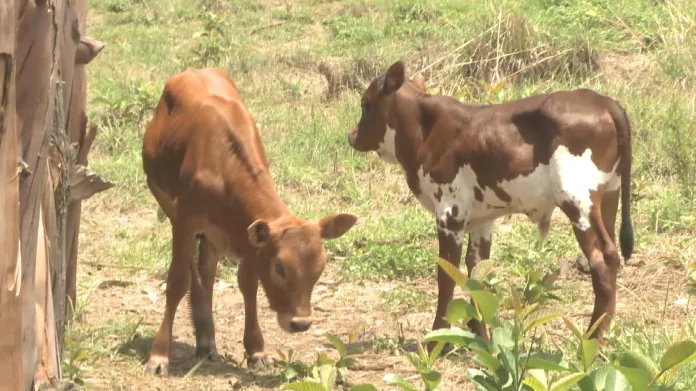 Krávy jsou v angolských vesnicích symbolem bohatství