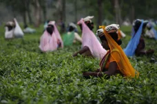 Na indických čajových plantážích jde o život. Pracují tam i ženy v pokročilém stupni těhotenství