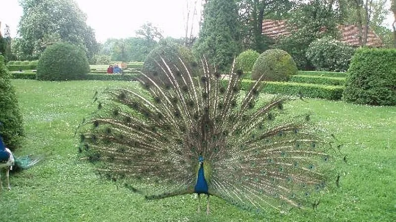 Páv - zámek Libochovice