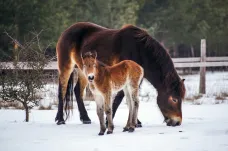 Divokým koním v Milovicích se narodila první letošní hříbata. Kvůli dotacím dříve než obvykle