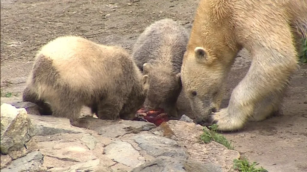 Pětiměsíční medvíďata už byla pro kmotry příliš nebezpečná