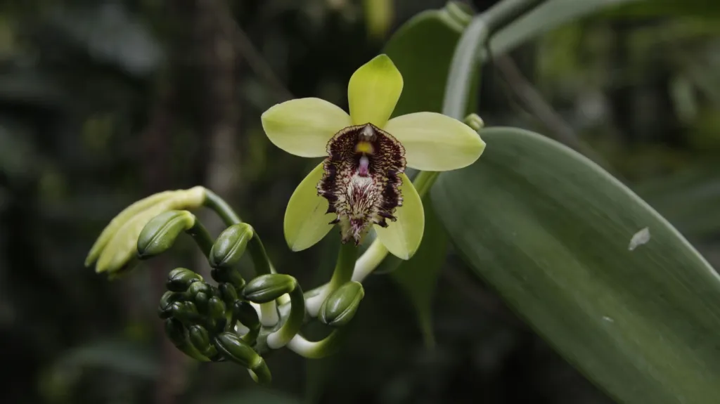Nový druh vanilky objevili čeští botanici ve vietnamské džungli