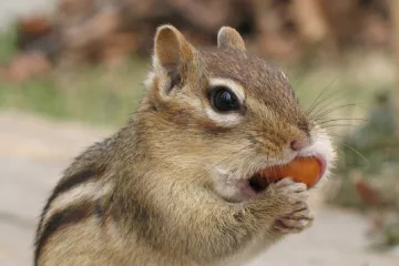 V Kalifornii se mezi čipmanky šíří mor, úřady zavřely některé turistické lokality