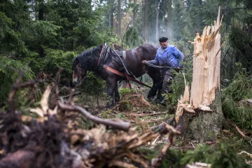 Národní parky uzavřely po bouři Herwart další trasy. Dlouhodobé omezení hlásí Krkonoše i Podyjí