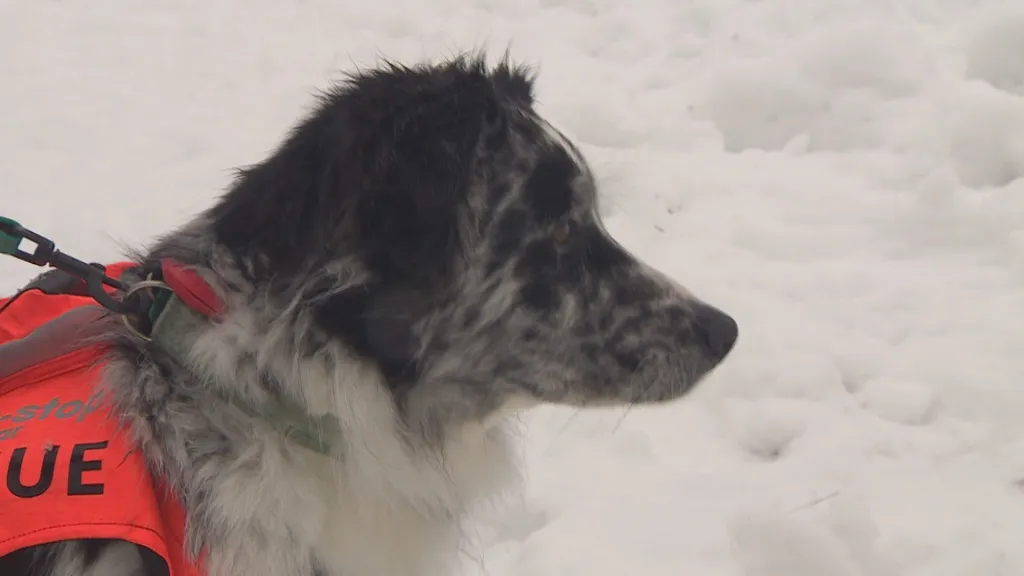 Události: Výcvik lavinových psů