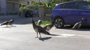 Ulice italského letoviska zaplnili přemnožení pávi