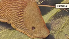 titulka