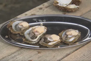 Podnikatelé a ochránci životního prostředí našli společnou řeč. Ústřice se vracejí do moře