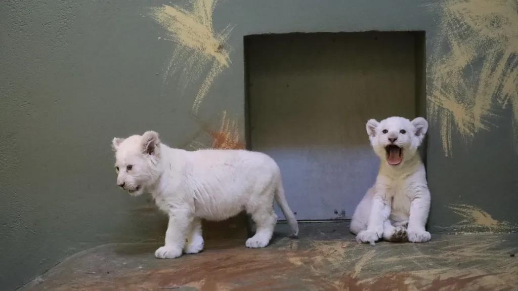 Bílá lvíčata v hodonínské zoo