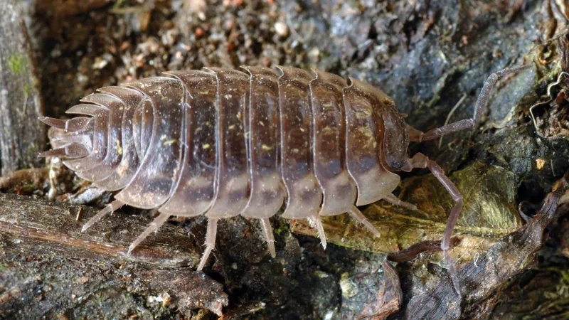Stínka zední, malý příbuzný mořských stejnonožců