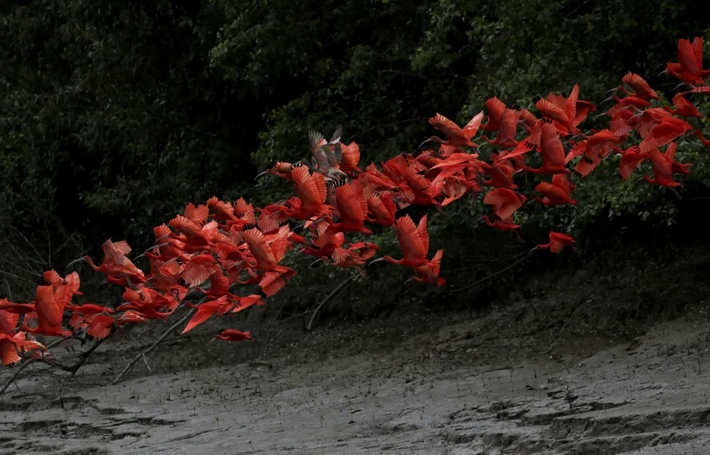Hejno rudých ibisů nad mangrovníkovou bažinou nedaleko ústí brazilské řeky Calcoene na pobřeží státu Amapá