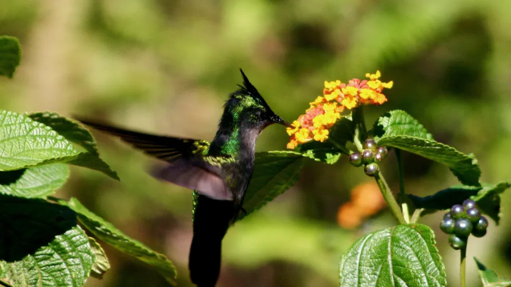 Libora proměnlivá - nejvíce invazivní rostlina světa