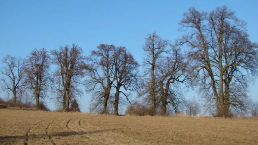 Novodvorská alej na Blanensku