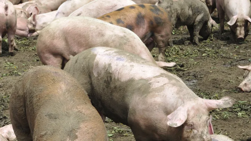 Nehoda kamionu převážejícího prasata