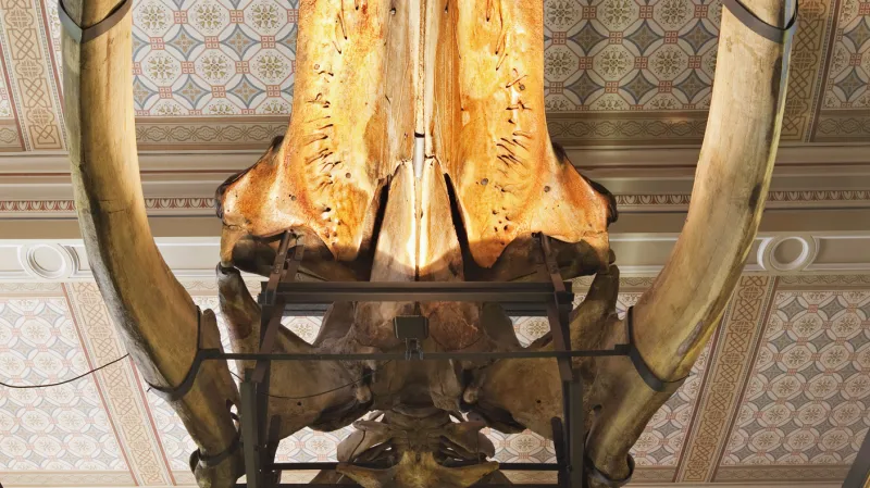 Kostra plejtváka myšoka