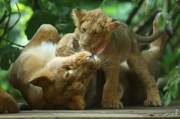 Dánská zoo žádá veřejnost, aby jí dala nechtěné mazlíčky. Nakrmí jimi šelmy