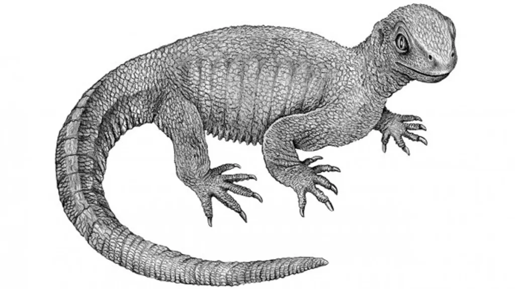 Praželva pappochelys