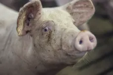  V dalších obcích na Zlínsku budou muset lidé zabít domácí prasata. Veterináři rozšířili rizikovou oblast