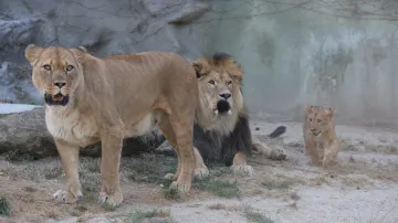 Lvi v olomoucké zoo