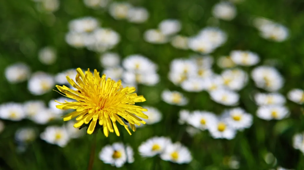 Pampeliška a sedmikrásky