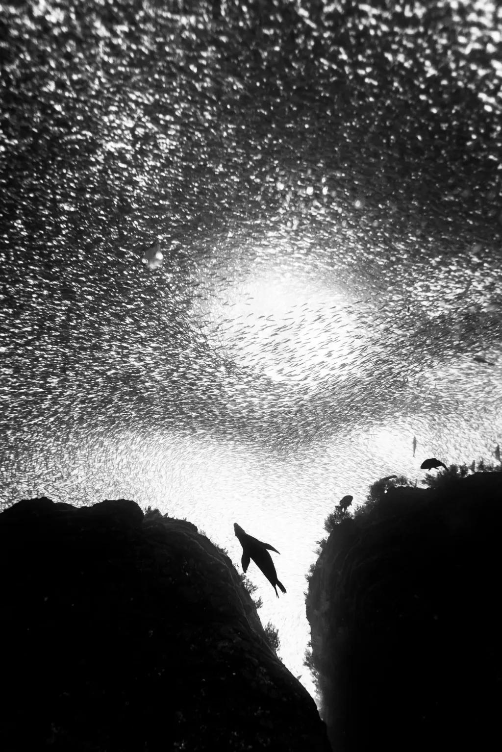 Christian Vizl (kategorie Příroda a divočina). „Jsme svědky bezprecedentní devastace světových oceánů. Nadměrný rybolov, znečištění plasty, změna klimatu a další lidské tlaky v nich způsobují vymírání života. Je na čase jednat a zvrátit negativní dopad, jinak riskujeme, že ztratíme všechno. Pro svou sérii jsem si vybral několik symbolických zvířat, která obývají světové oceány, protože se domnívám, že je v jejich silách posilovat empatii a iniciovat změnu.“