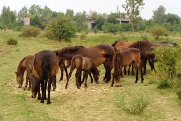 Pytláci v Milovicích: Vědci našli na pastvině nastražená oka 