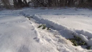 Bobři po sobě zanechávají ve sněhu stopy