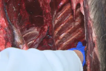 Olovo místo omáčky: Veterináři našli vzorky zvěřiny, kde byly limity těžkého kovu překročeny 800krát