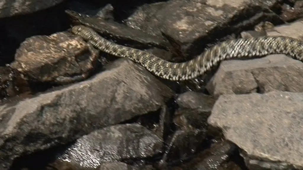 Užovka pod přehradou